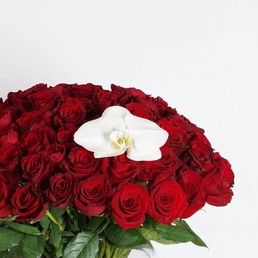 Unveiling Elegance: A Closer Look at Our Red Roses Collection