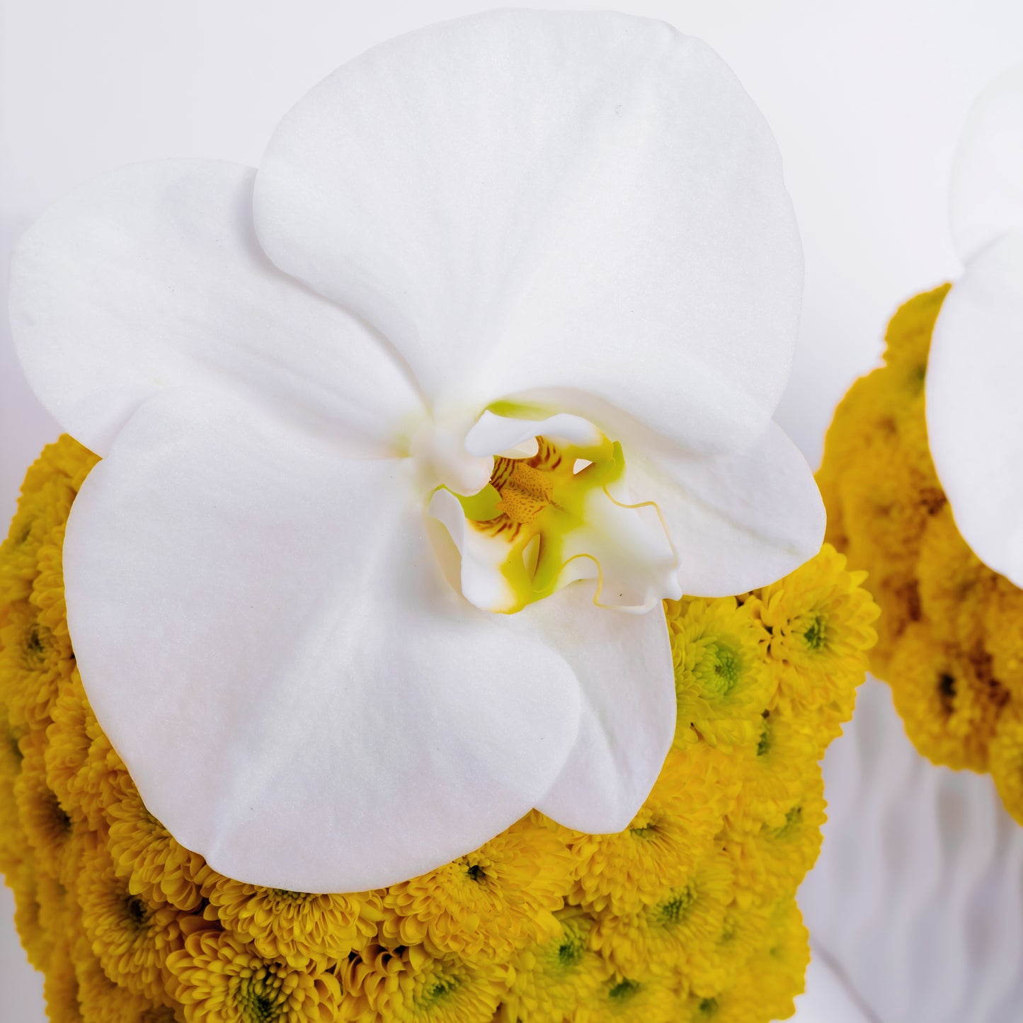 Orchid Trio