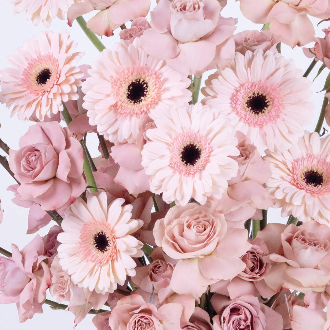 daisy free delivery dubai