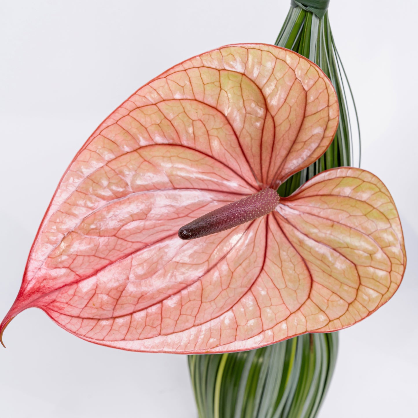 Anthurium Twins