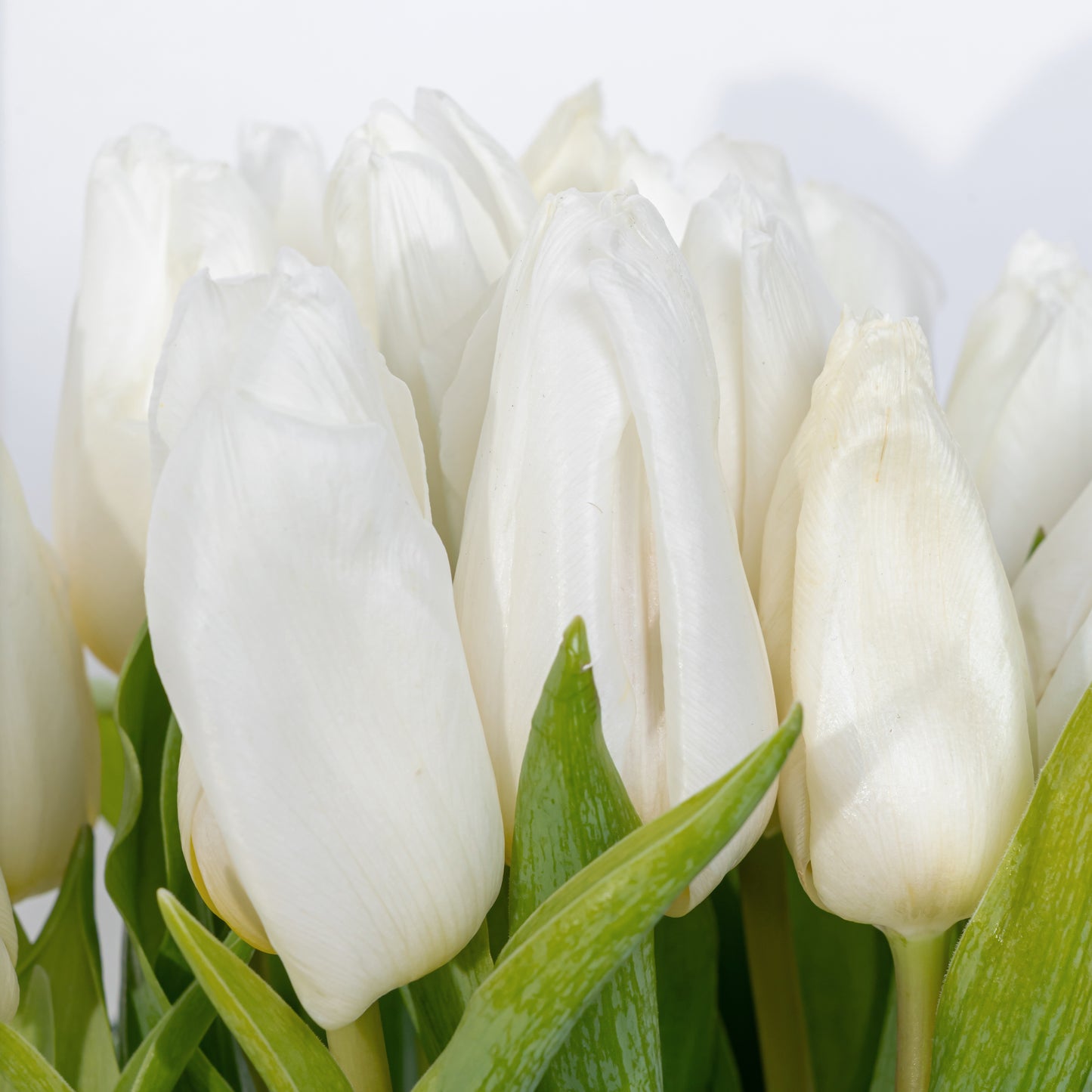 Blanc Tulip