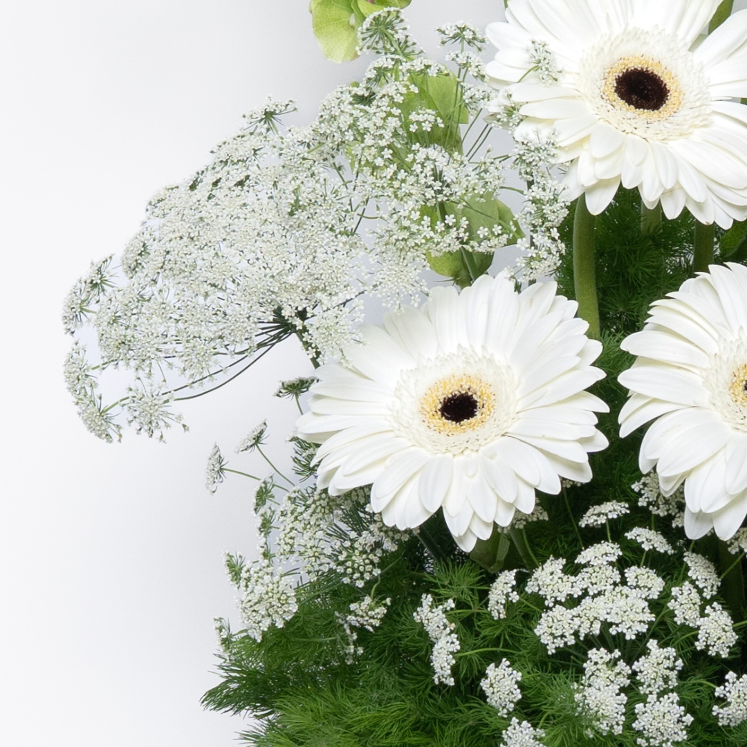Gerbera Garden