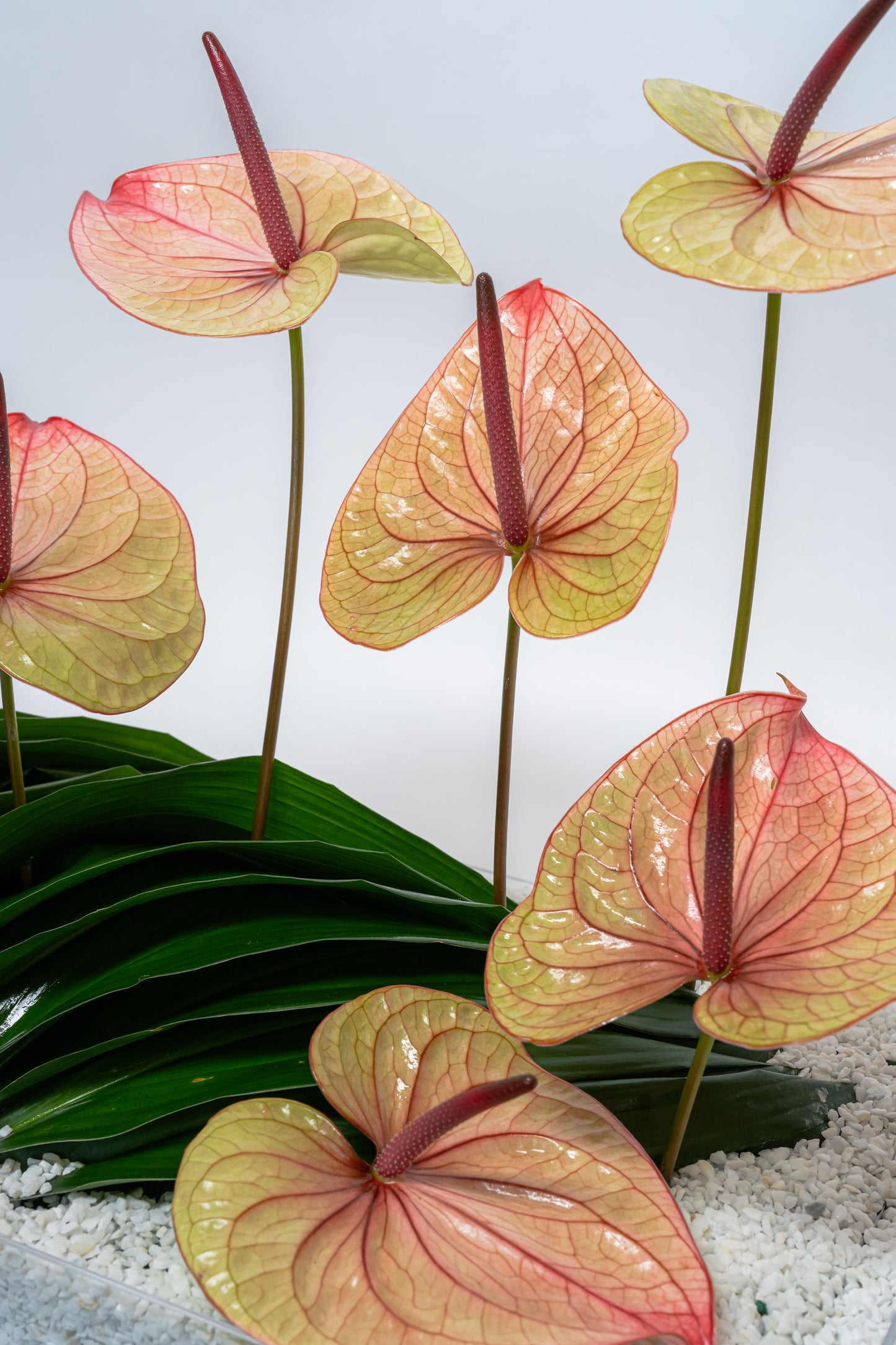 Anthurium Garden