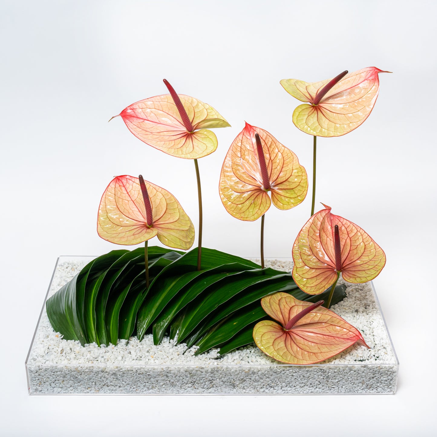 Anthurium Garden