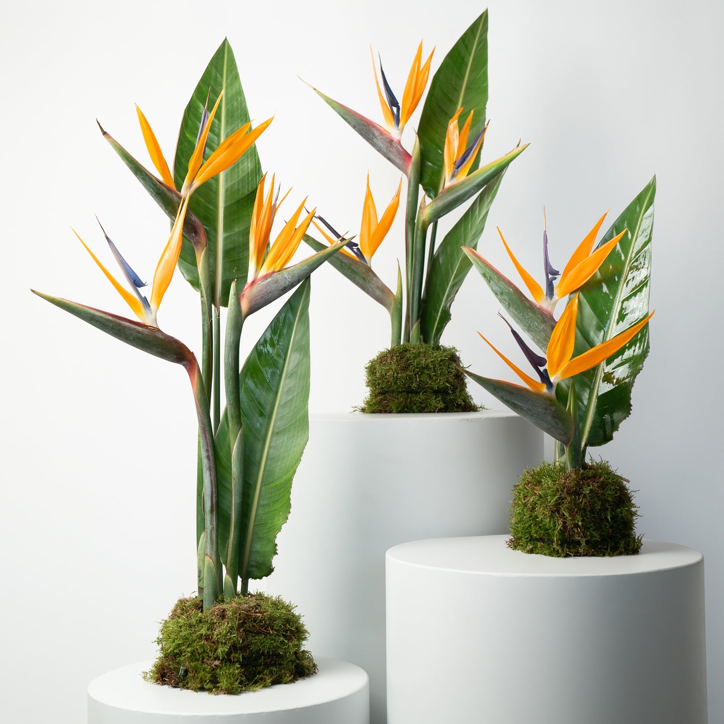 Birds of paradise set