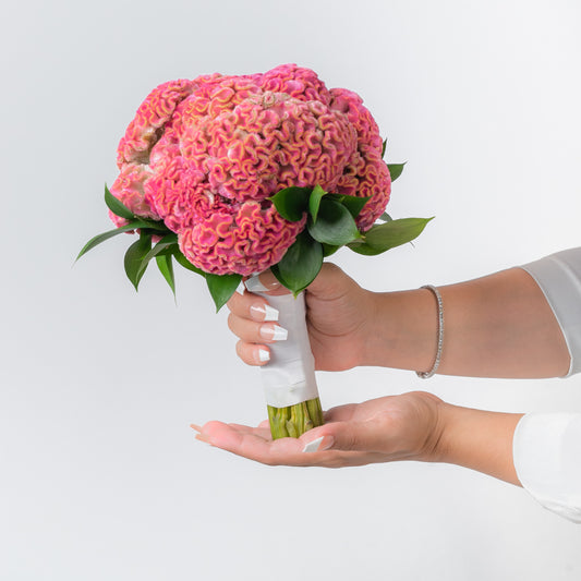 Pink Celosia Bride