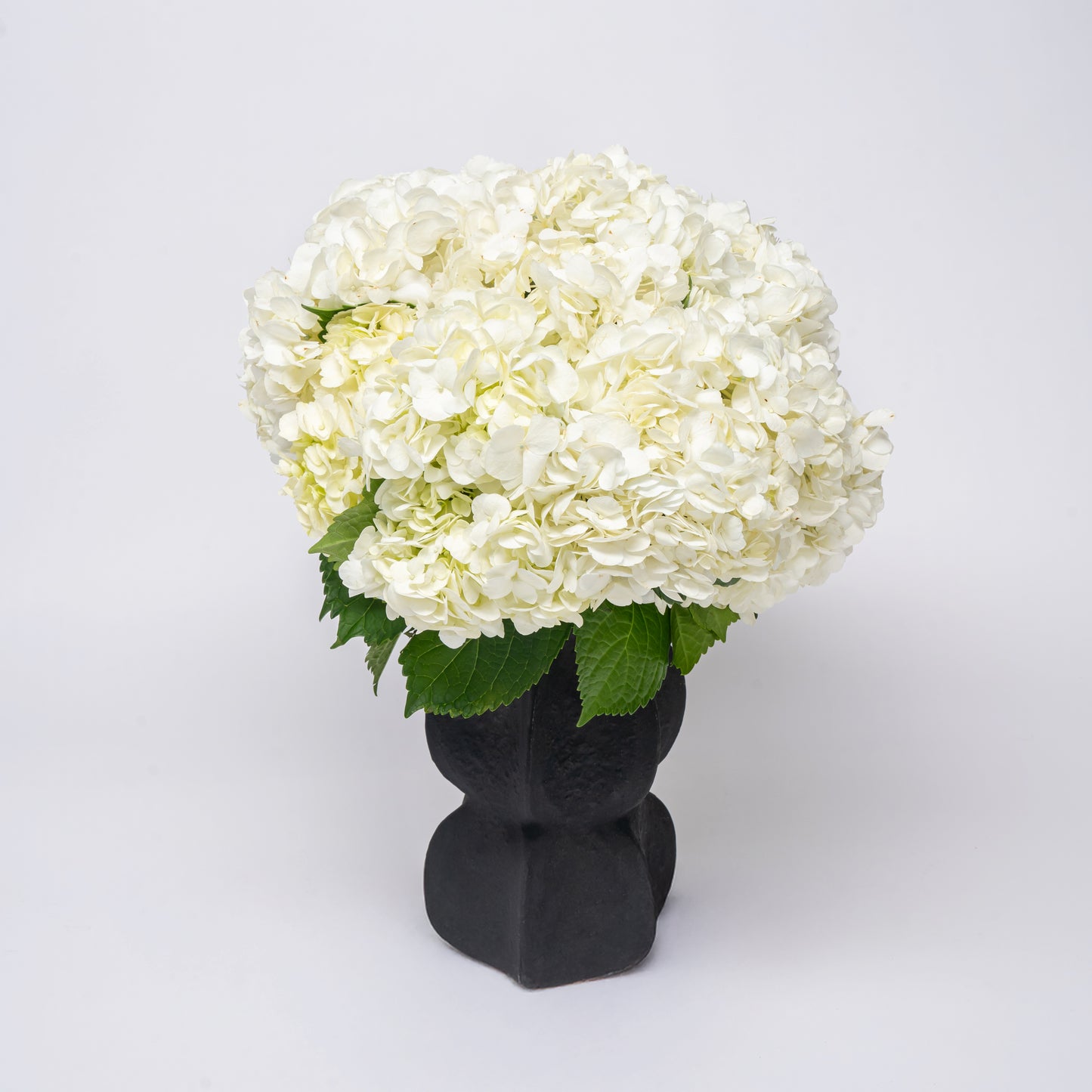 Blanc Hydrangea