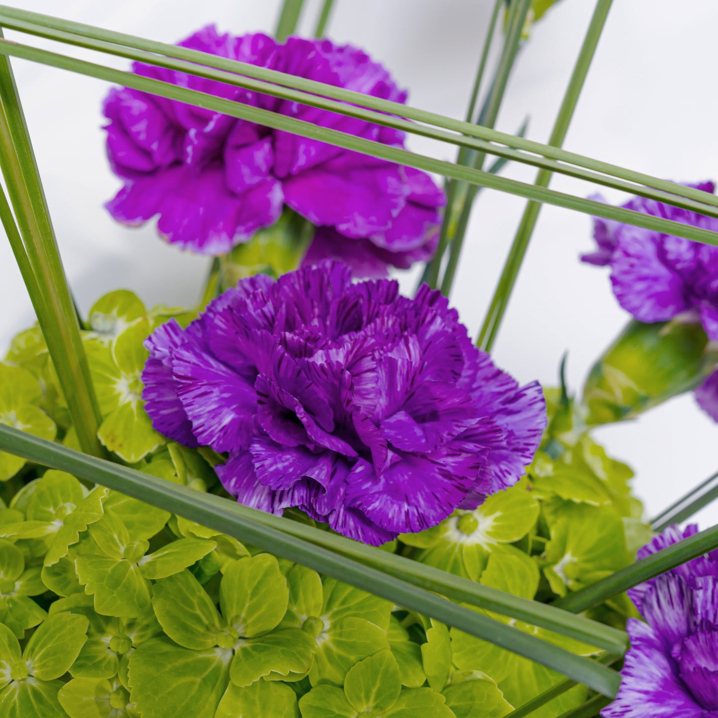 Purple Garden