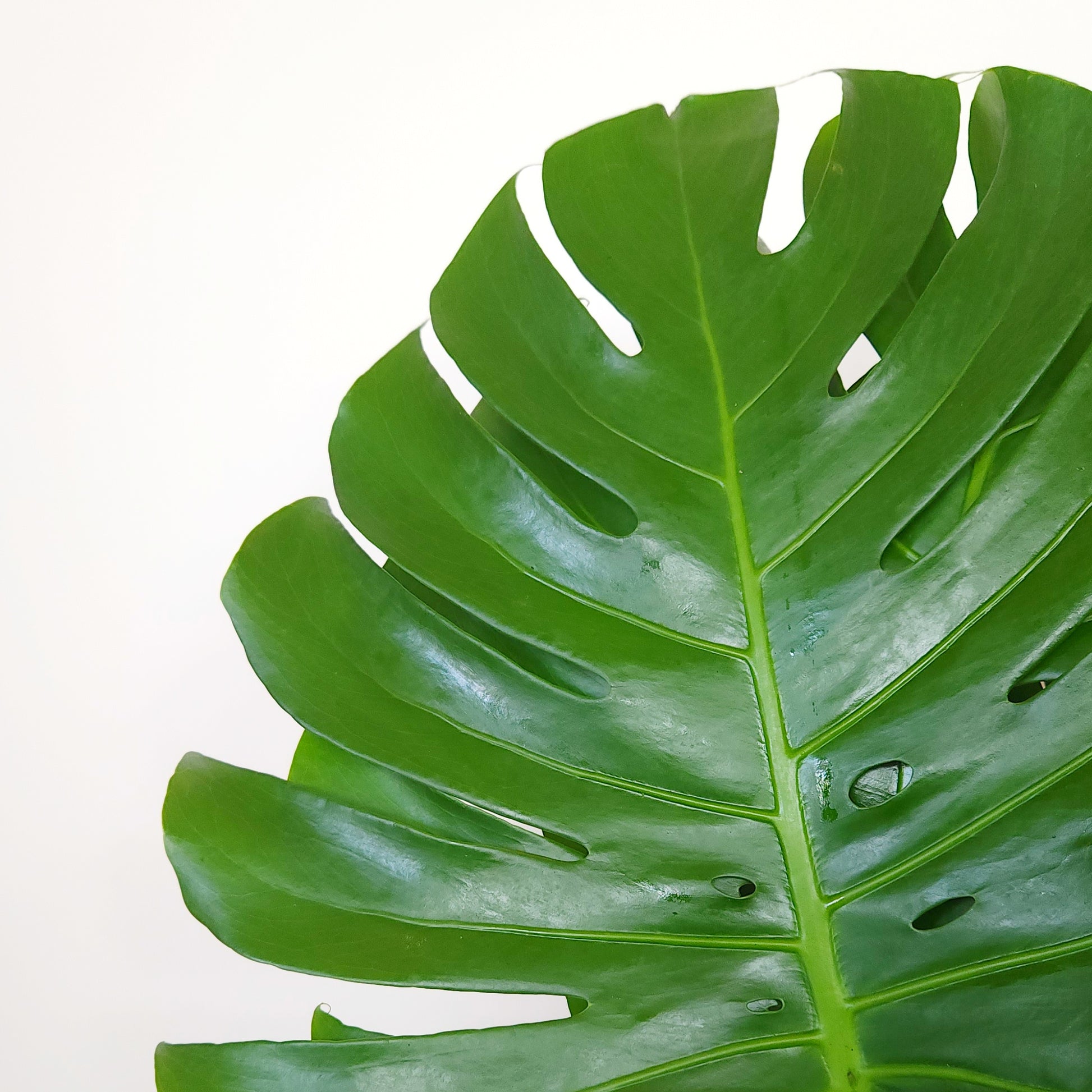 Big monstera leaves delivery dubai