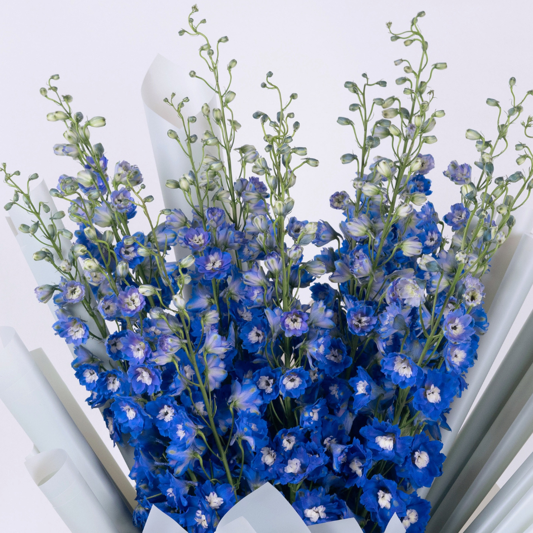 Black Knight | Dark Blue Delphinium Bouquet