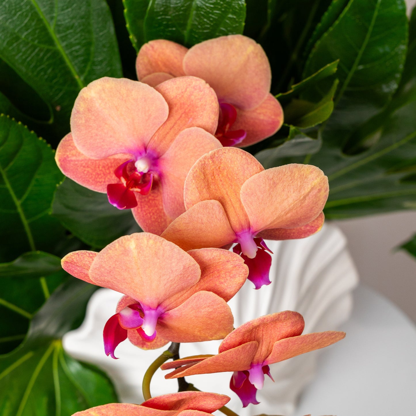 Trangine Orchid Twins