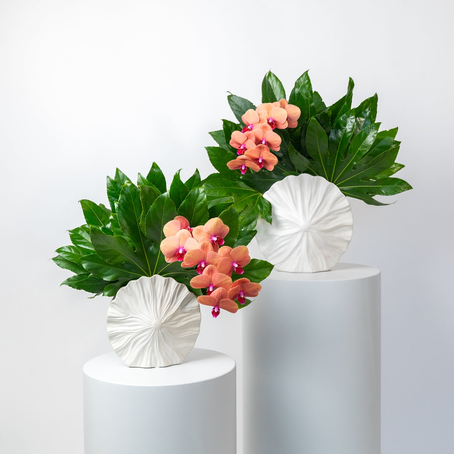 Trangine Orchid Twins