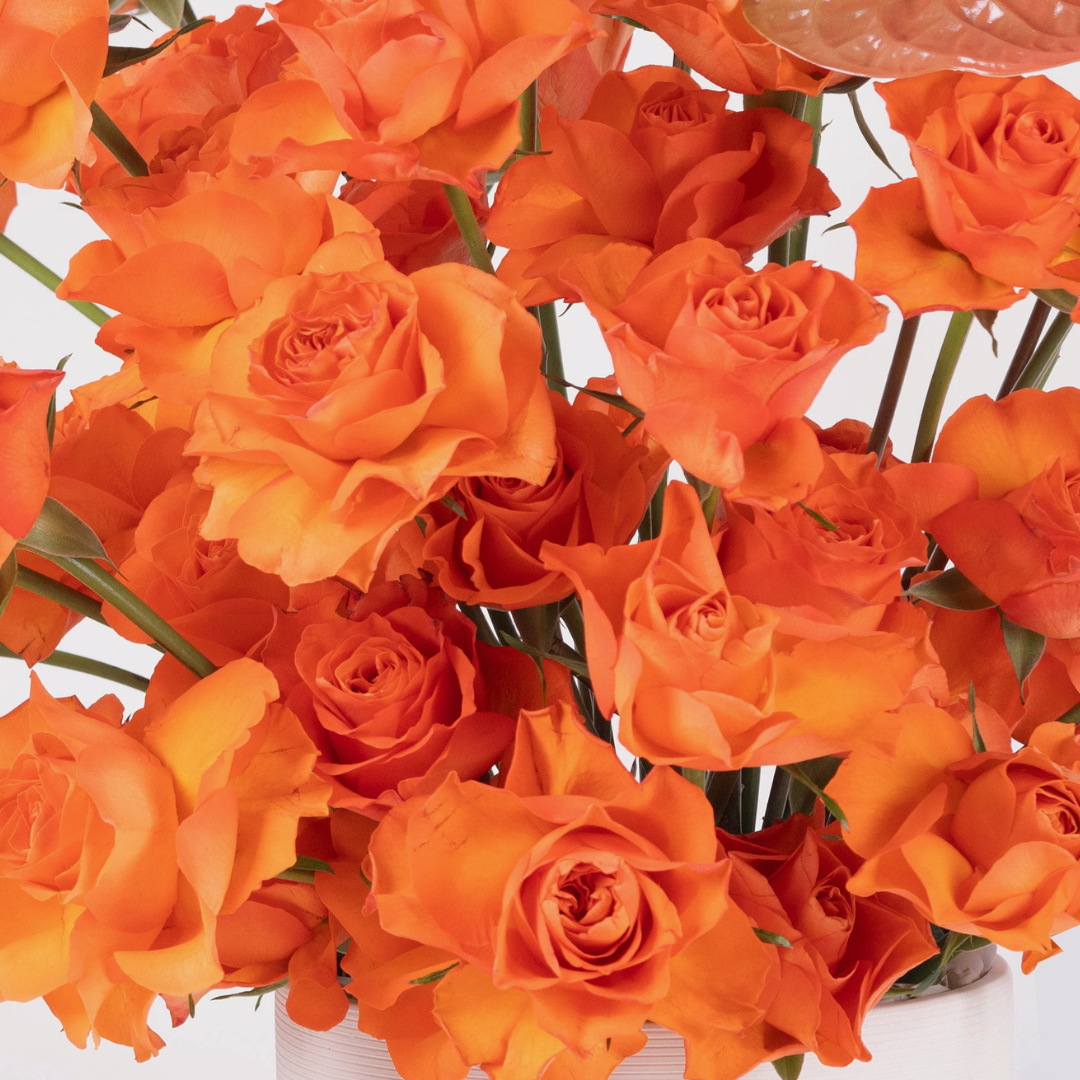 Orange roses vibrant flowers