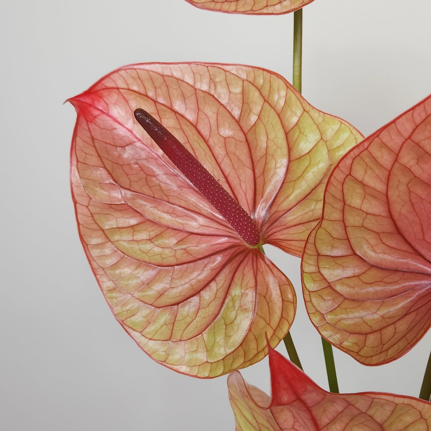 Tequila Anthurium dubai delivery