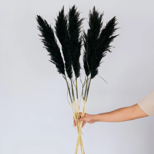 Black pampas