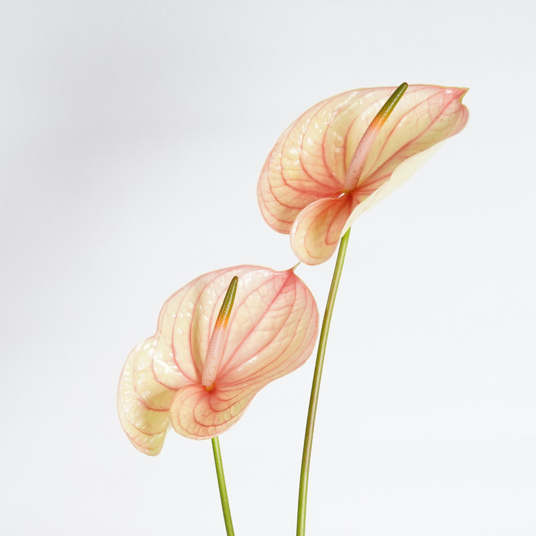 anthurium flowers