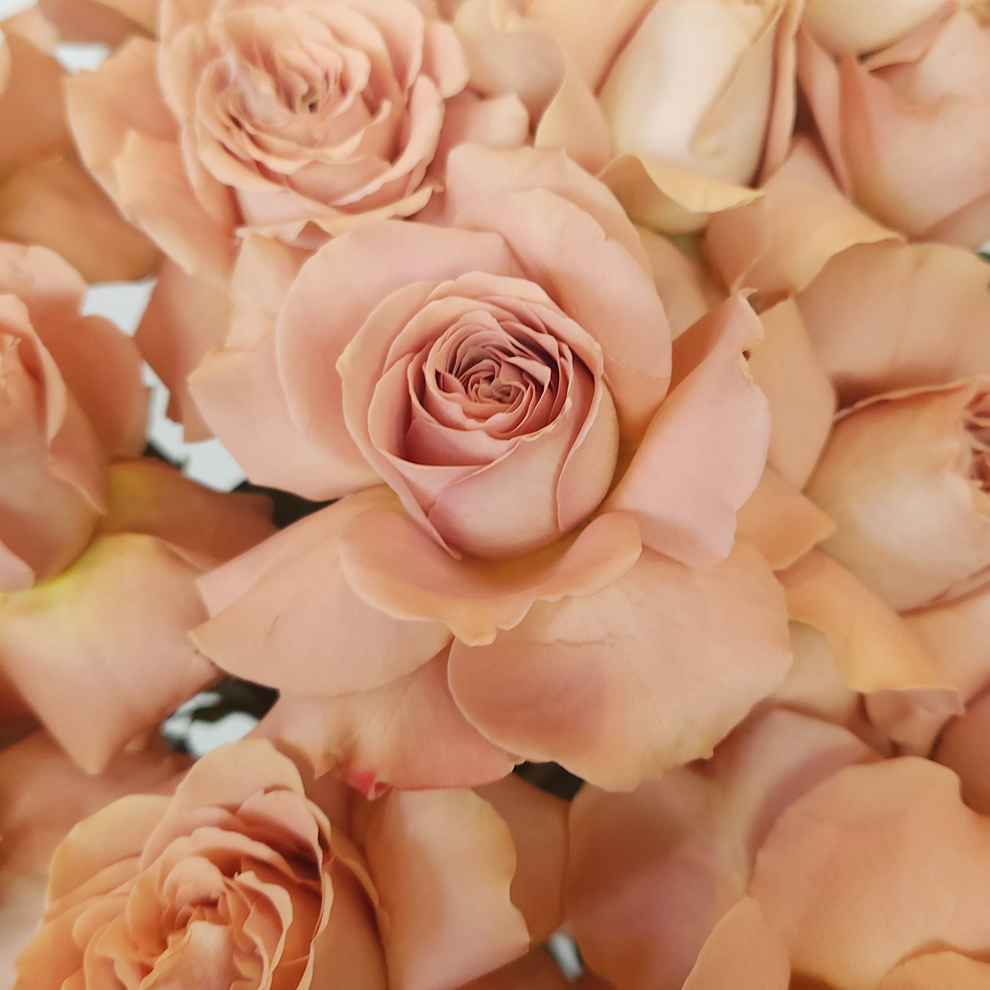 fresh roses delivery dubai cappuccino