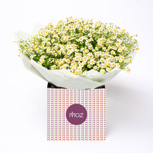 The Chamomile Bouquet