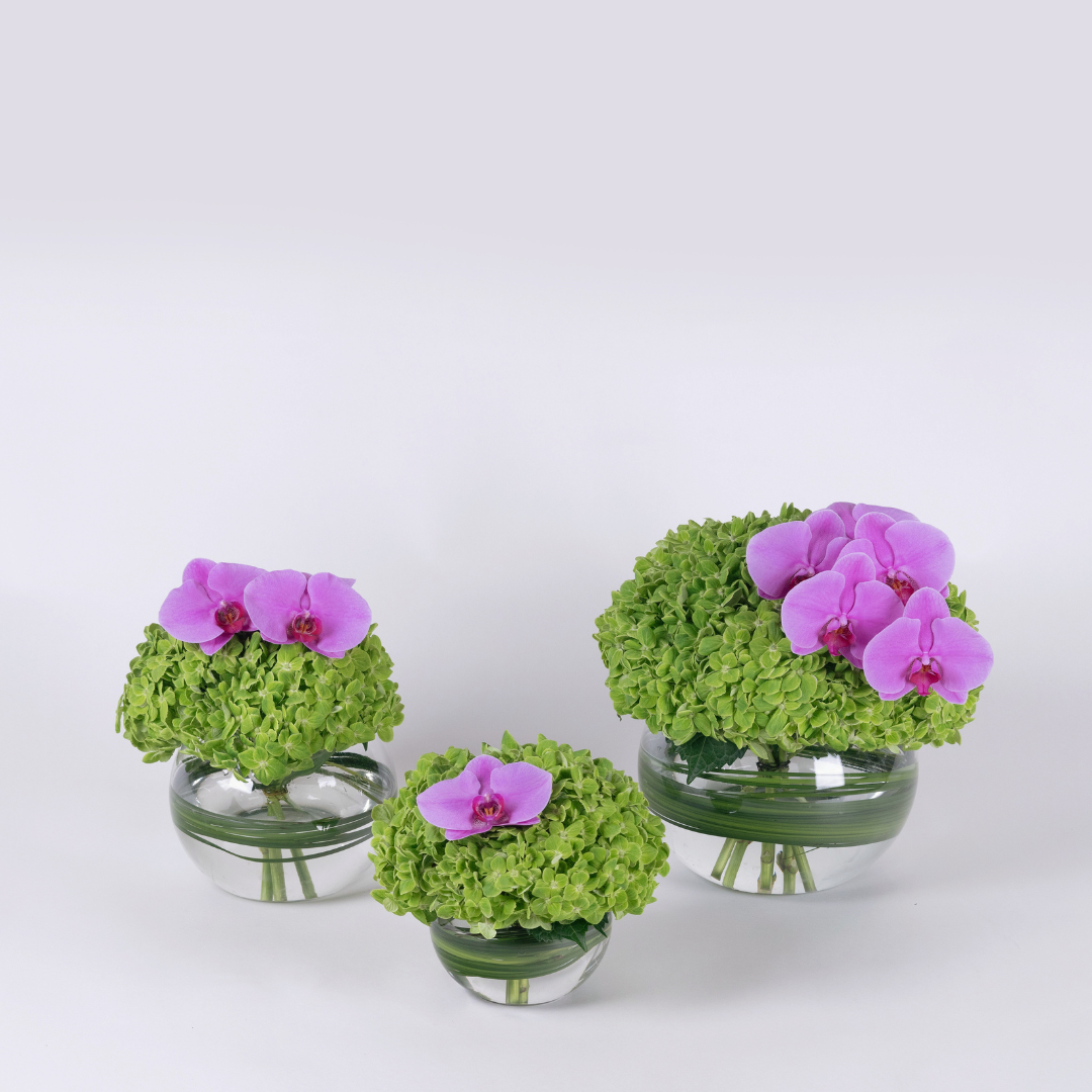 green hydrangea flower set