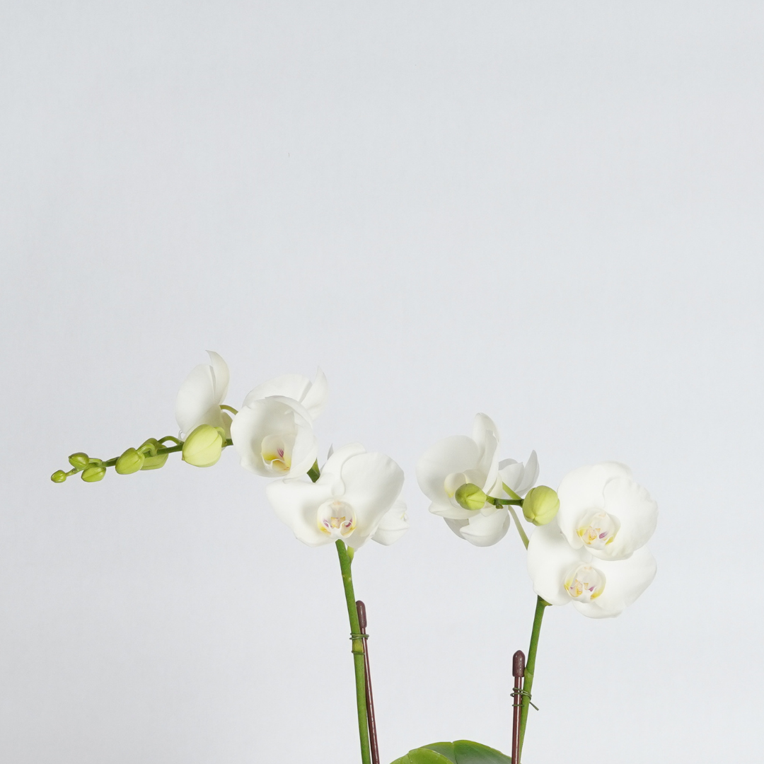 white mini orchid