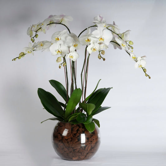orchid plant arrangement