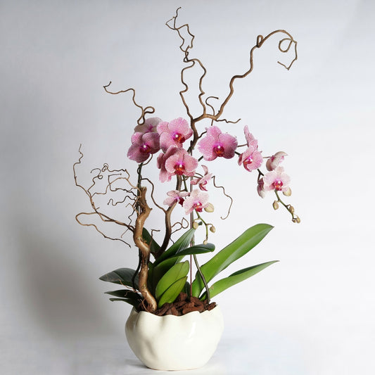 orchid plant arrangement
