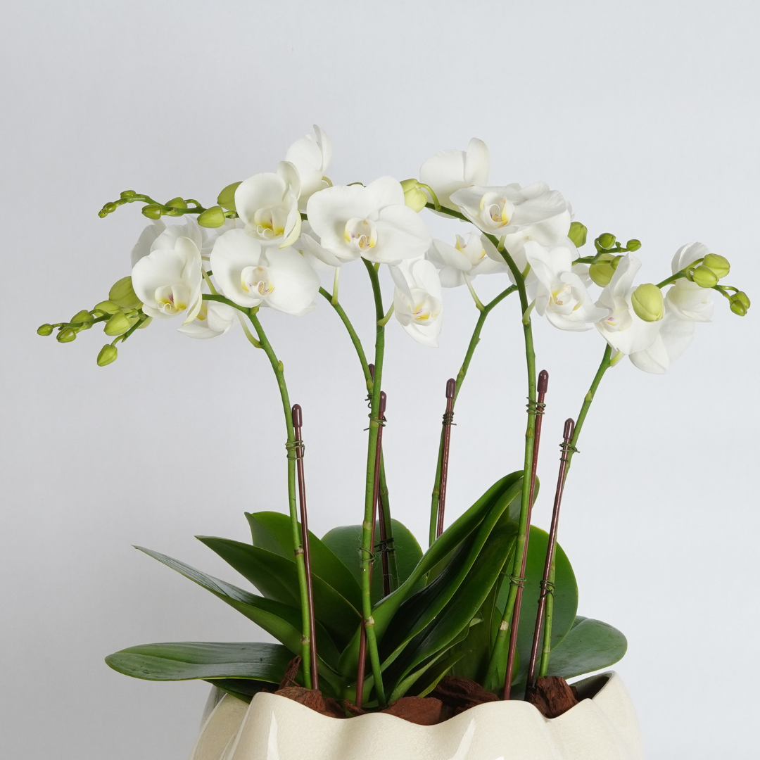 flower delivery dubai