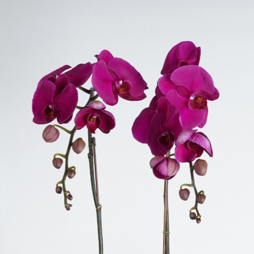 plant delivery dubai