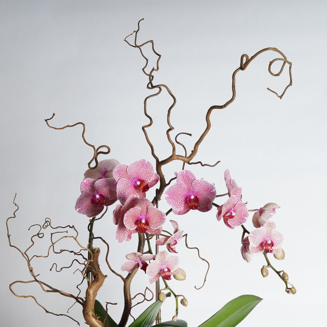 plant delivery dubai