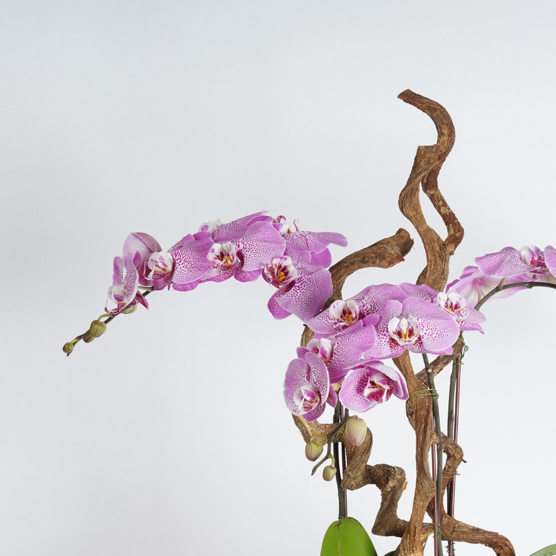 flower delivery dubai