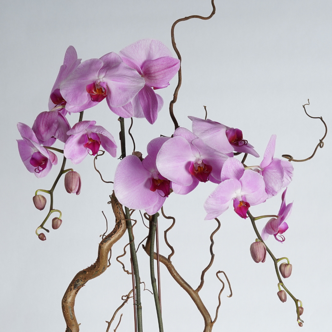 free flower delivery dubai