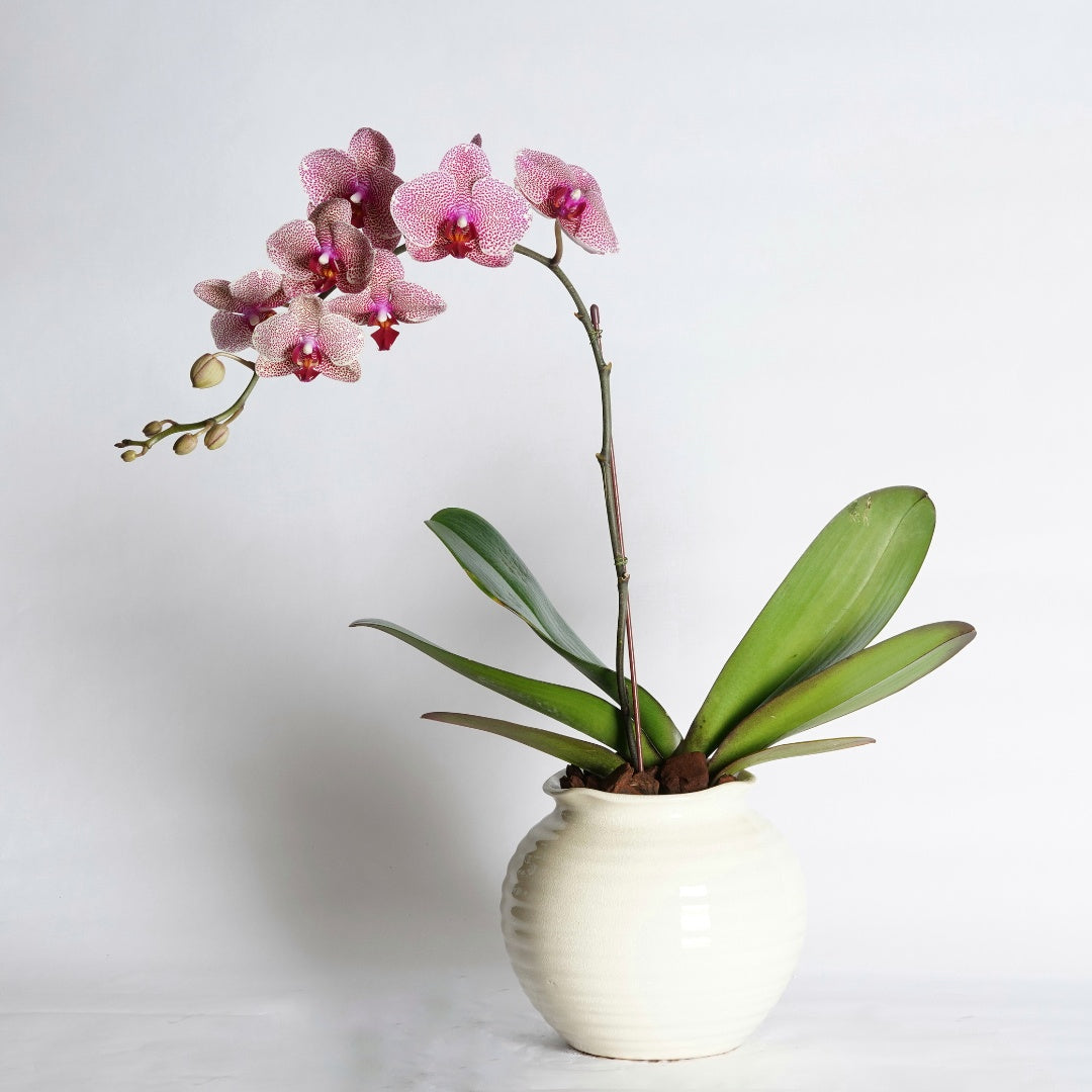pink orchid plant