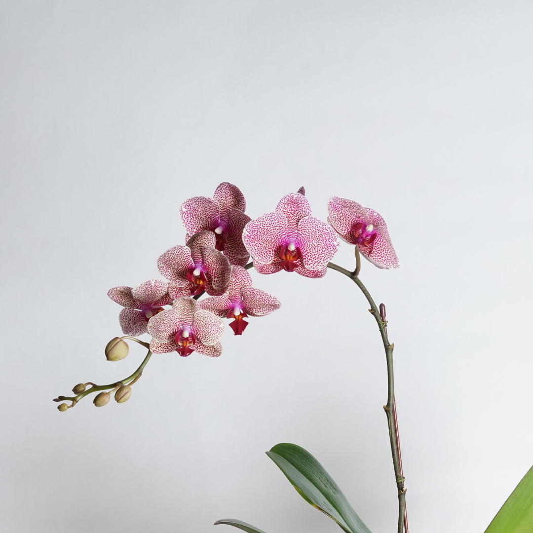 orchid plant delivery dubai