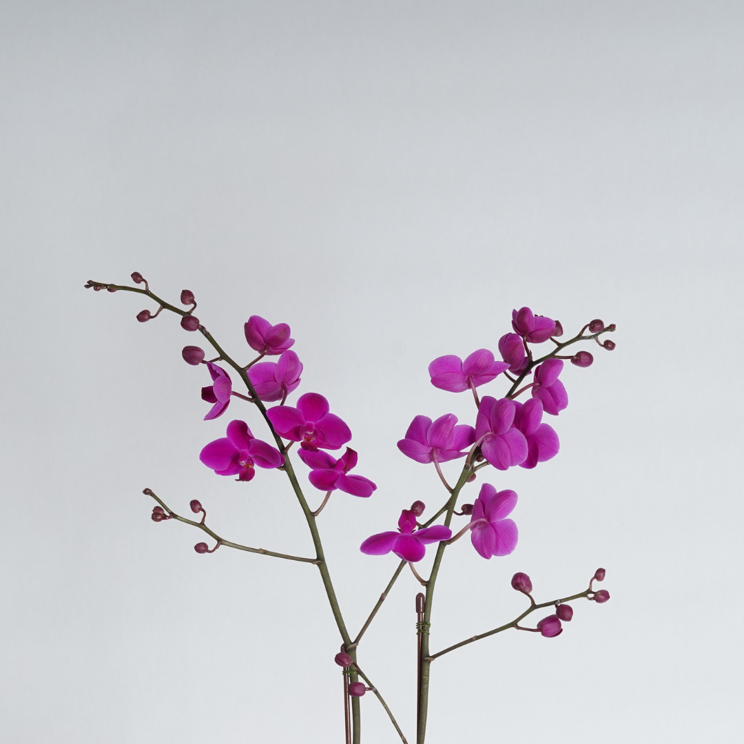 orchid plant delivery dubai