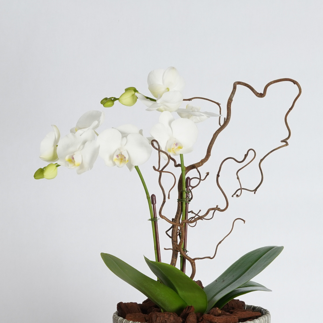 best flower delivery