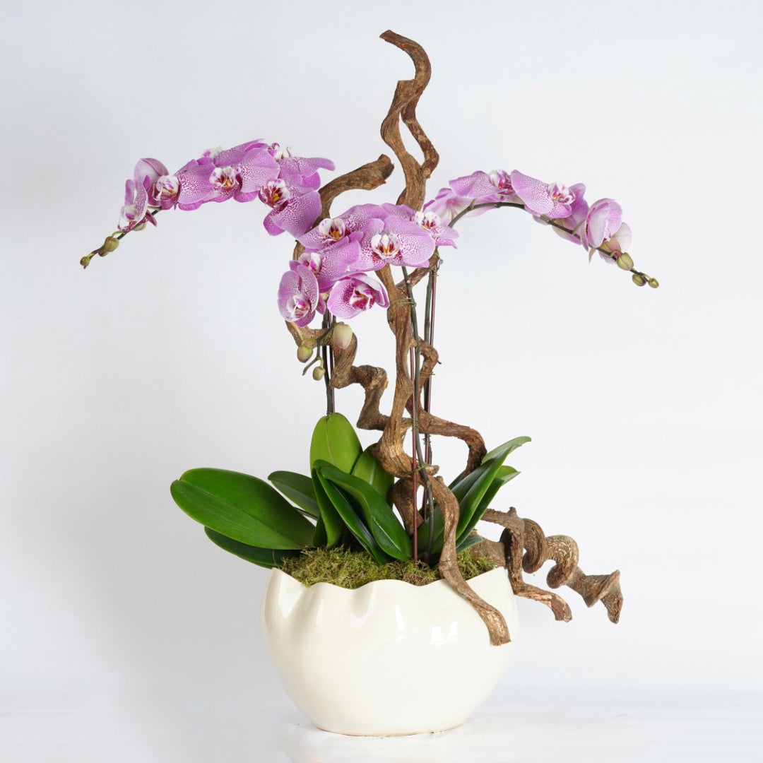 orchid plant arrangement