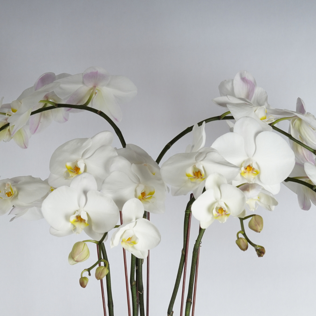 orchid plant centerpiece