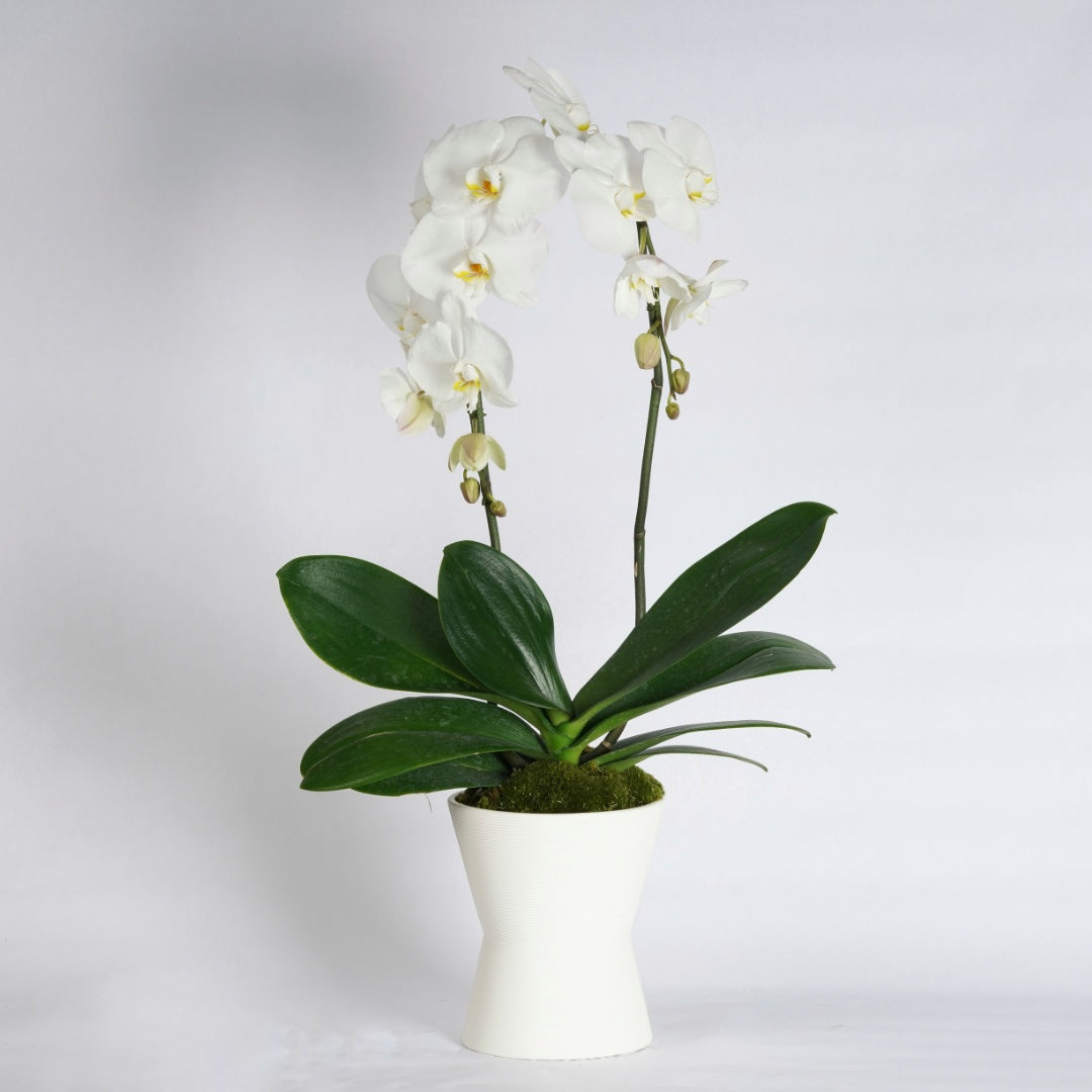 double stem orchid plant