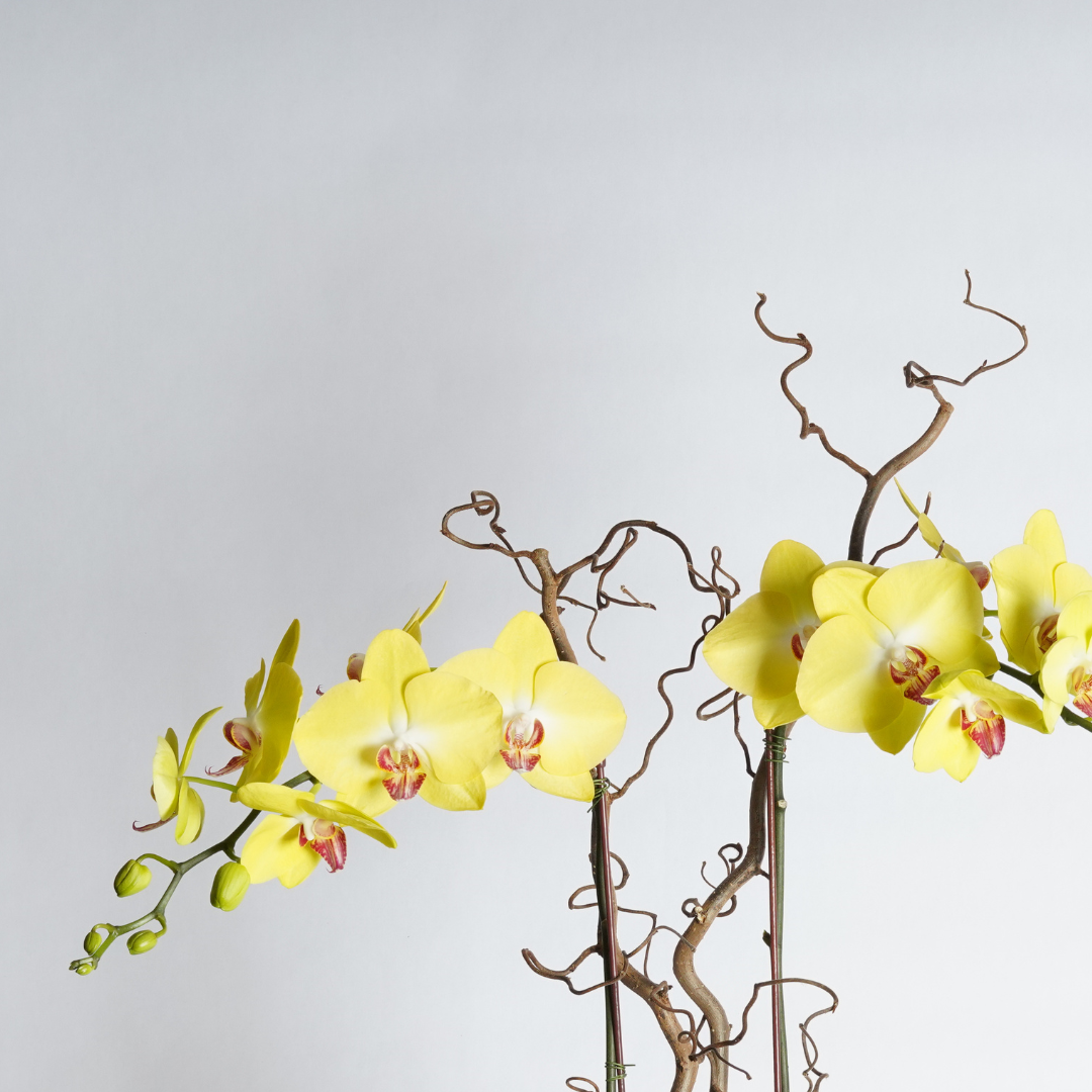 orchid plant delivery