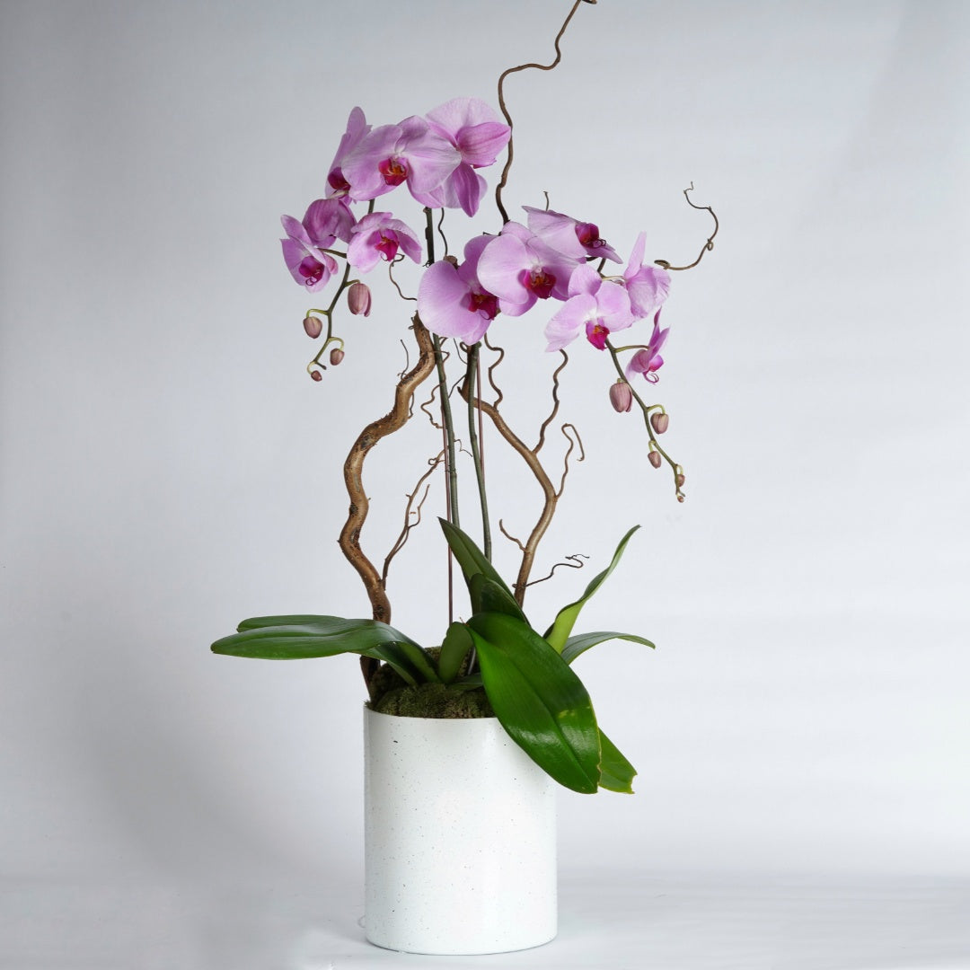 orchid plants arrangement