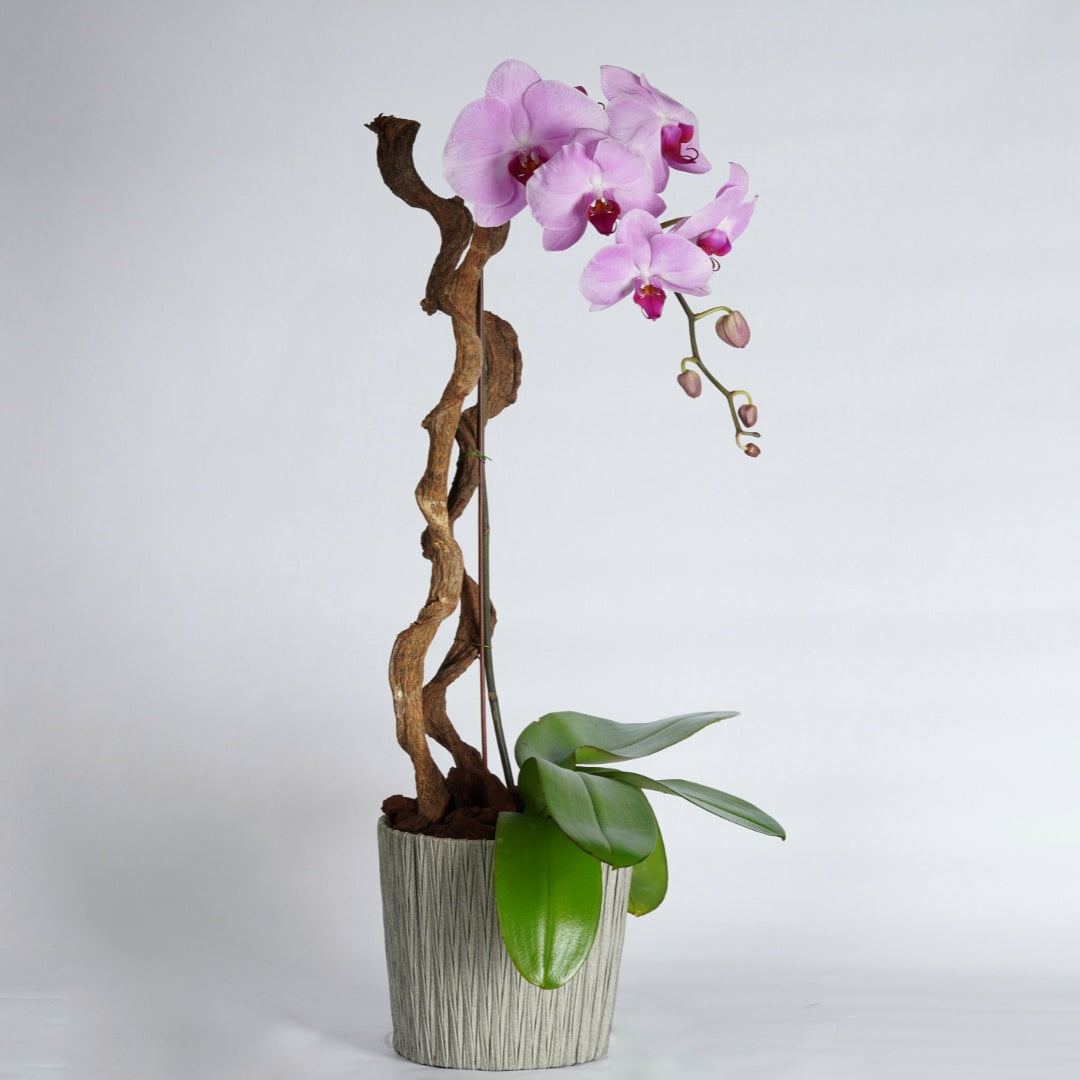 orchid plant delivery