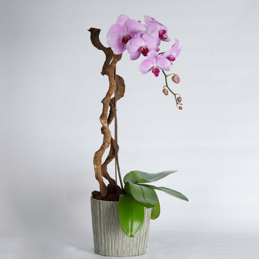 orchid plant delivery