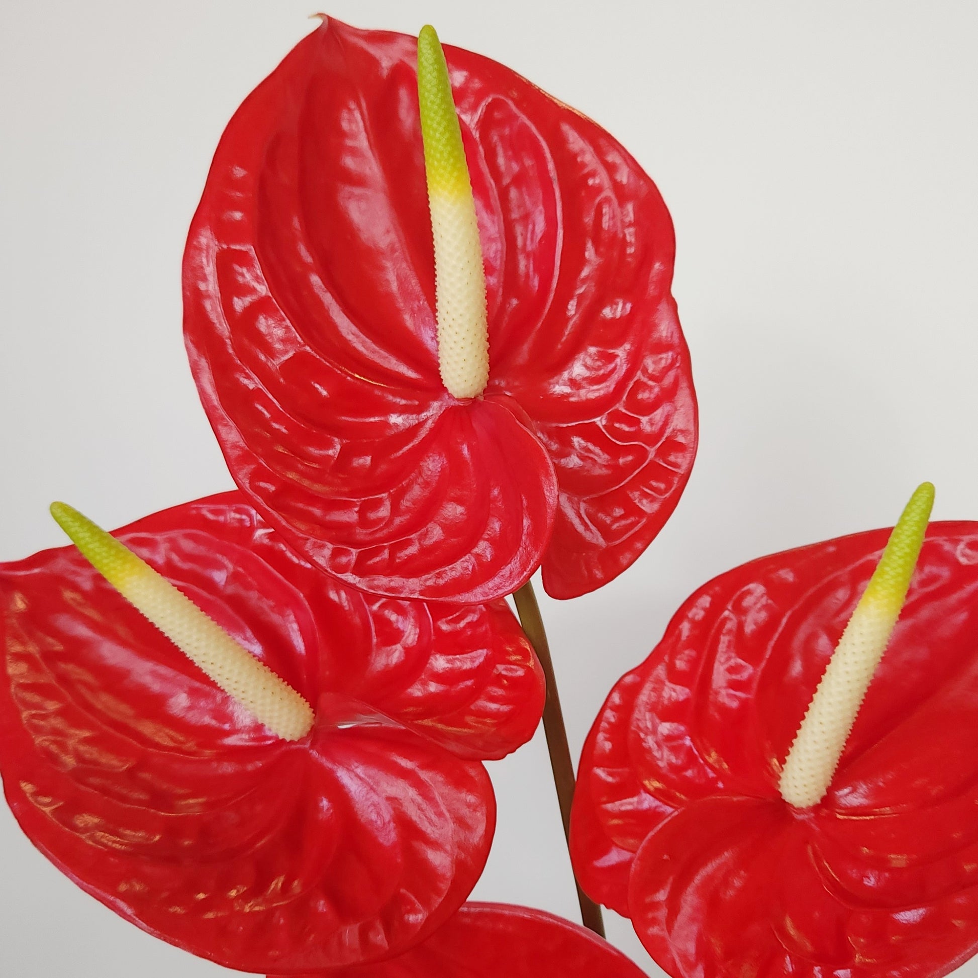 Fresh red Anthurium flowers