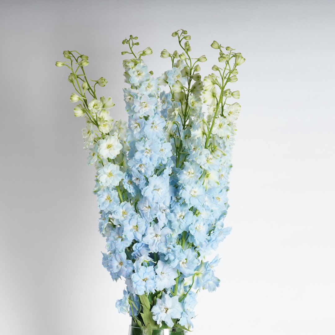 flower delivery dubai