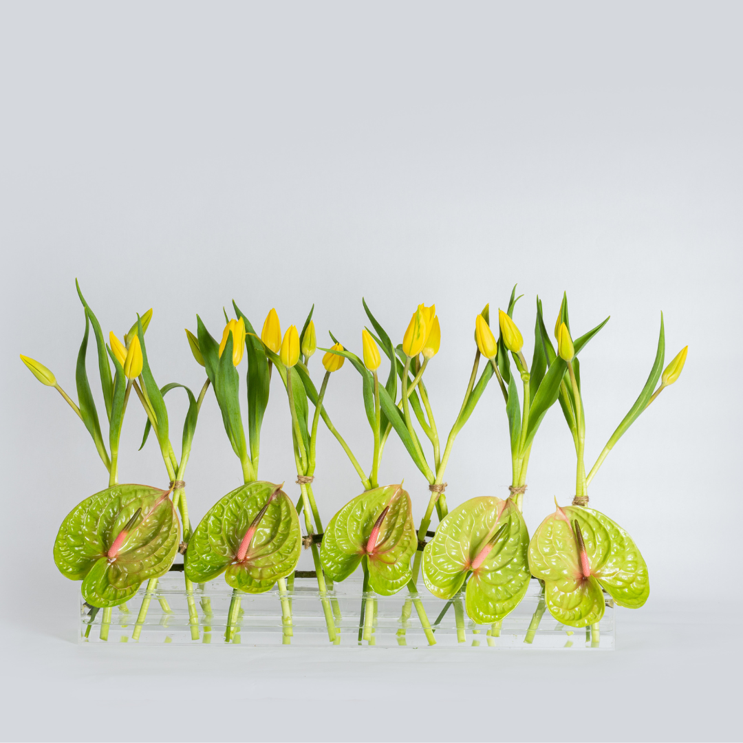 Yellow Tulips and green anhturium