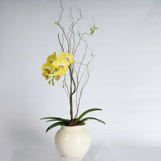 yellow orchid plant