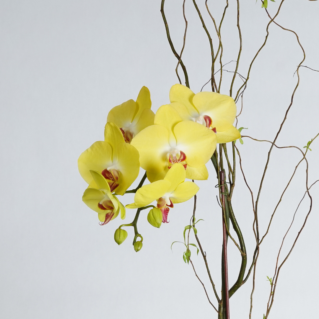 orchid delivery dubai