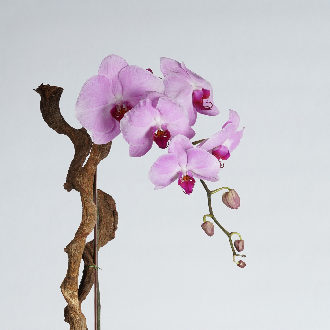 khawaneej flower delivery