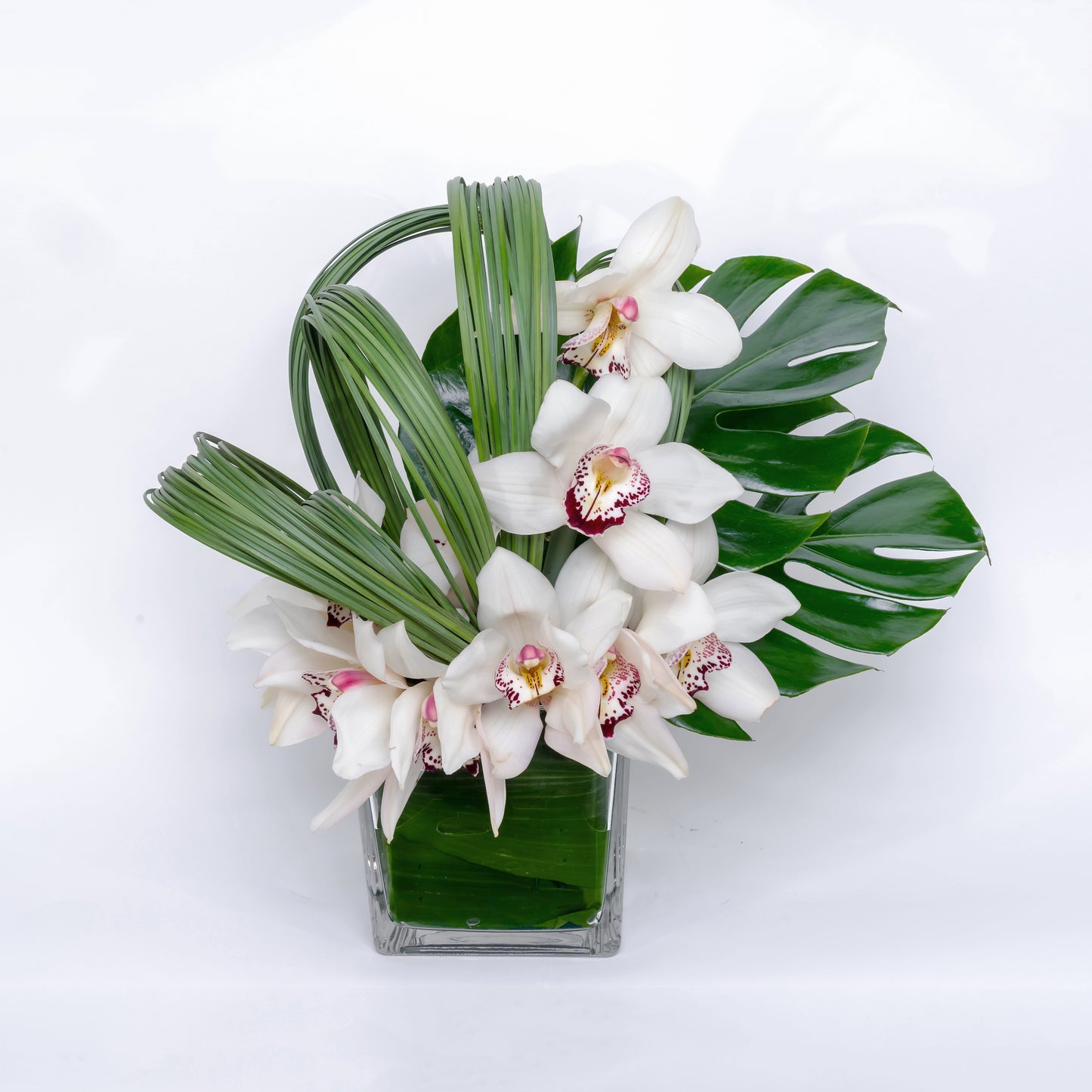 Blanc Cymbidium 2