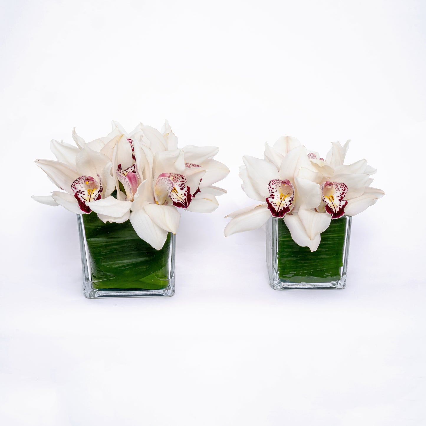 Cymbidium Duo